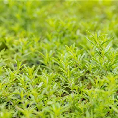 Topfgrösse 0.5 Liter - Niederliegendes Bohnenkraut - Satureja spicigera