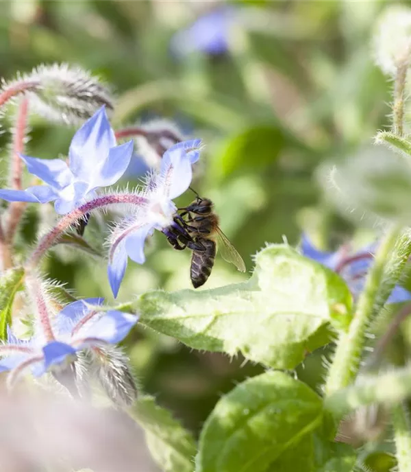 Borago officinalis