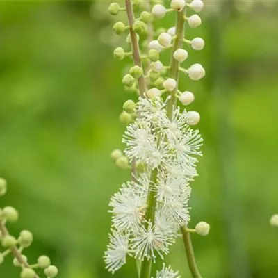 Topfgrösse 1 Liter - Silberkerze - Actaea acerina 'Compacta'