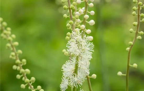 Actaea acerina 'Compacta'