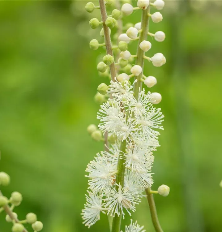 Silberkerze - Actaea acerina 'Compacta'