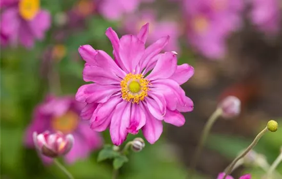 Anemone hupehensis 'Prinz Heinrich'