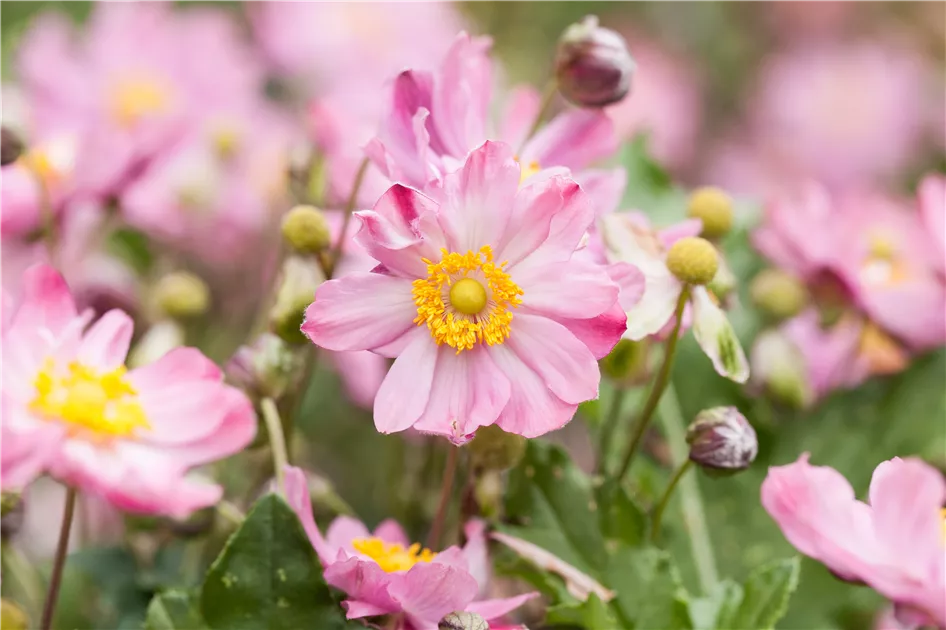 Anemone X Hybrida Mont Rose - Anémone Du Japon - Le Chatel Des Vivaces