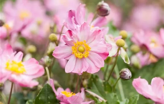 Anemone hybrida (x) 'Königin Charlotte'