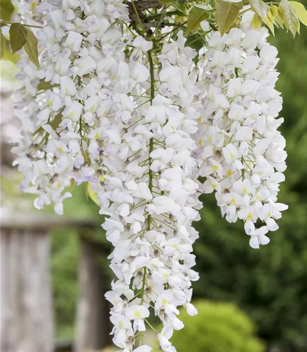 Wisteria floribunda 'Shiro Naga'