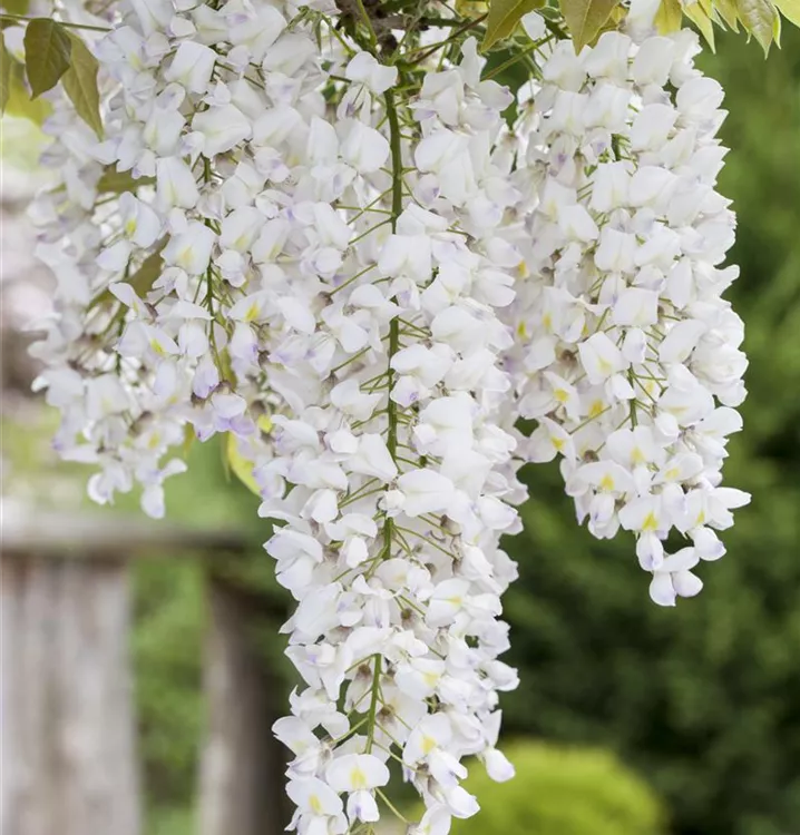Weisser Blauregen 'Shiro-Noda' - Wisteria floribunda 'Shiro Naga'