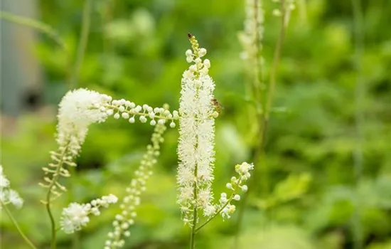Actaea simplex 'White Pearl'