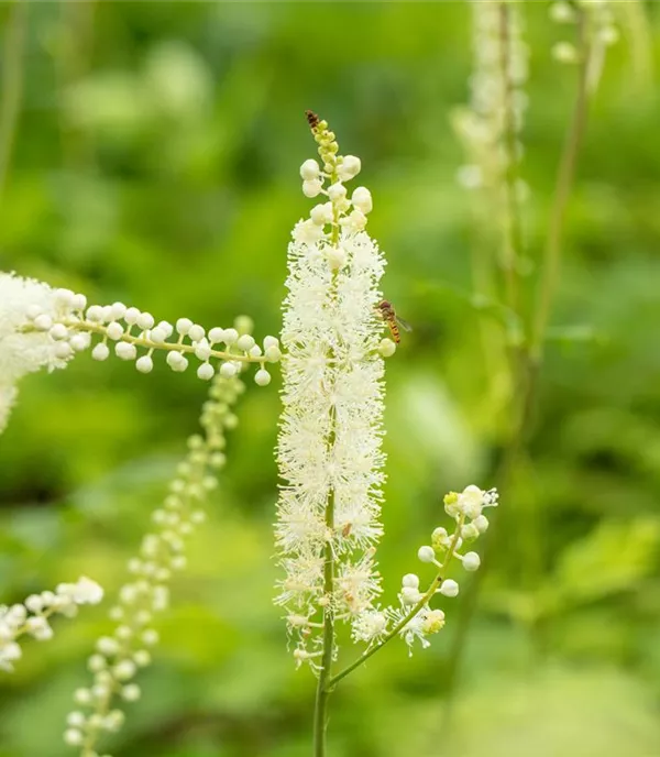 Actaea simplex 'White Pearl'