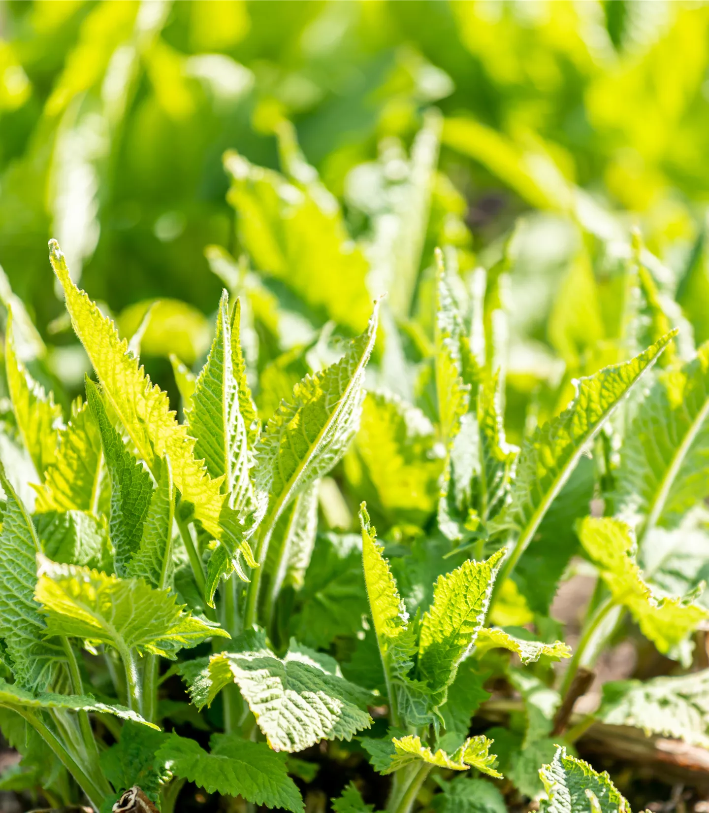 Salvia glutinosa