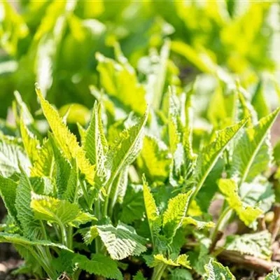 Topfgrösse 1 Liter - Klebriger Salbei - Salvia glutinosa CH-Oekotyp