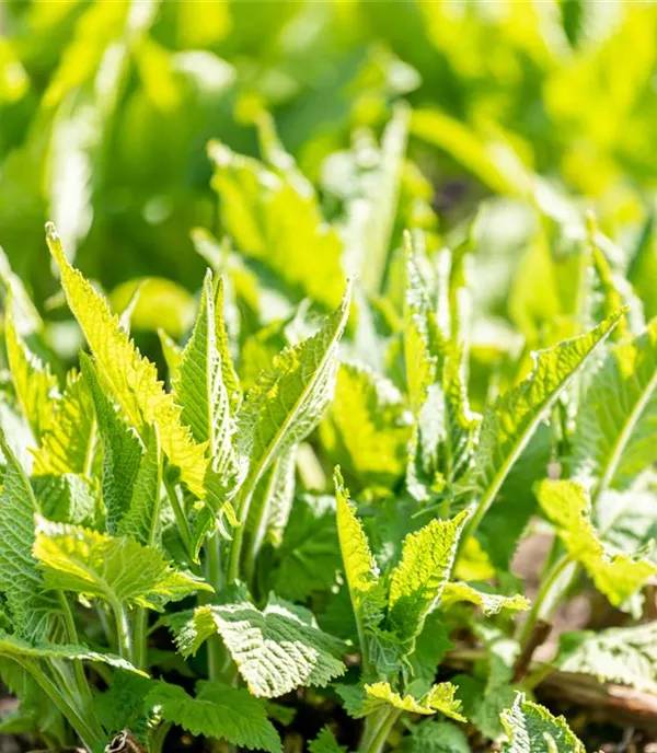 Salvia glutinosa CH-Oekotyp