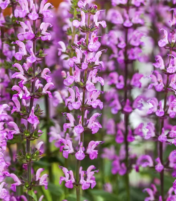 Salvia nemorosa 'Rose Queen'