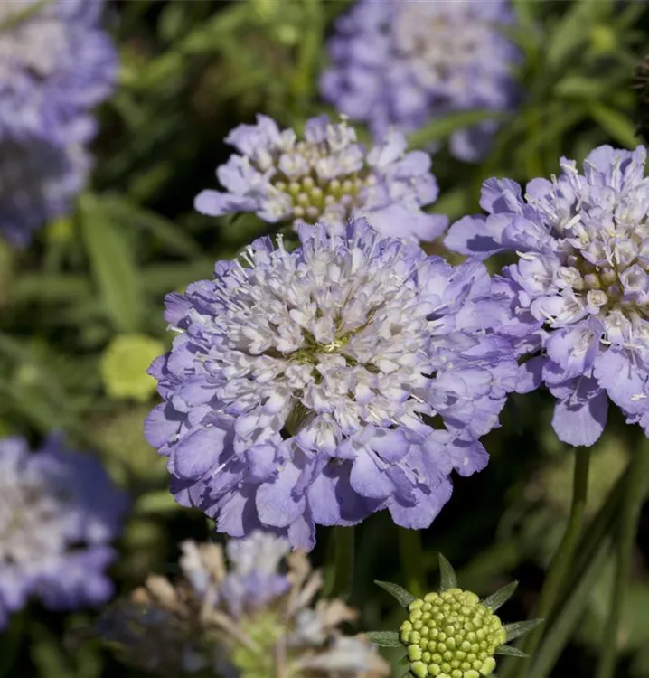 Grosse Garten-Skabiose 'Fama' - Scabiosa caucasica 'Fama'