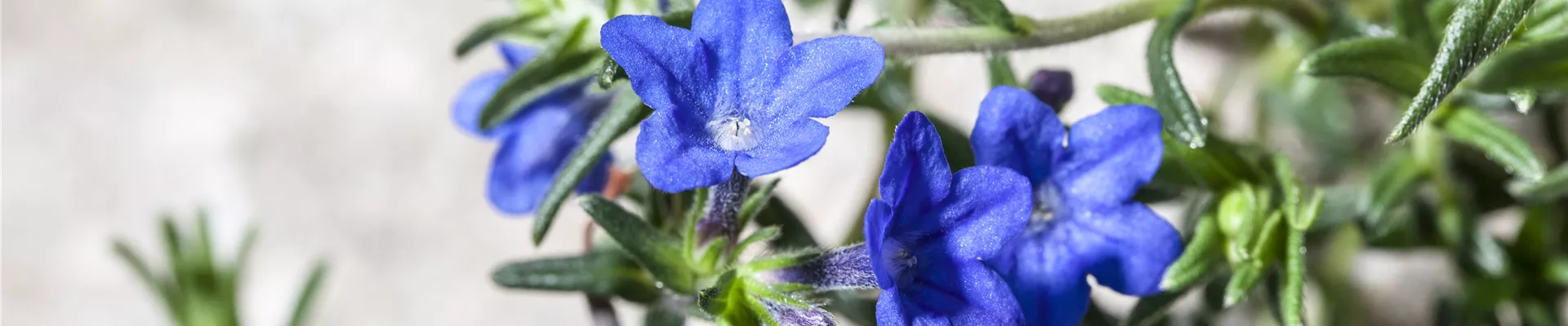 Bodendecker online kaufen | Bauer Baumschulen AG Bodendecker online kaufen | Bauer Baumschulen AG