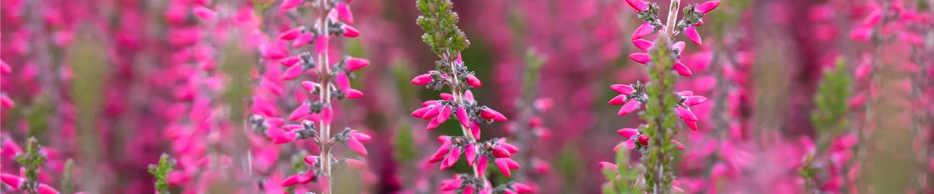 Bodendecker online kaufen | Bauer Baumschulen AG Bodendecker online kaufen | Bauer Baumschulen AG