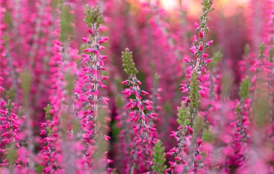Calluna vulgaris rosa
