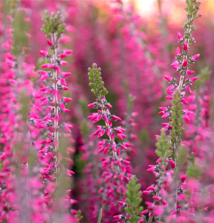 Besenheide - Calluna vulgaris rosa