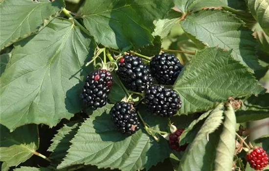Rubus (Brombeere) 'Theodor Reimers'