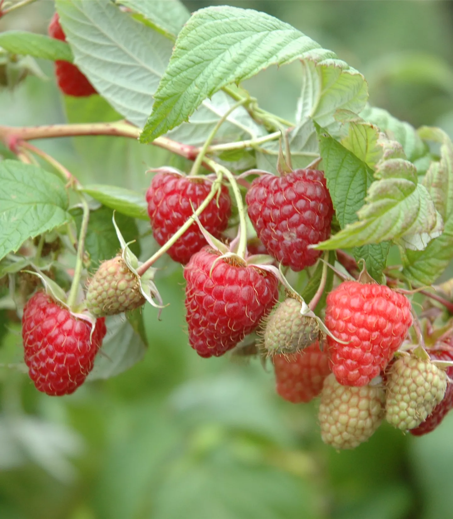Rubus (Himbeere) 'Wei-Rula' (S)