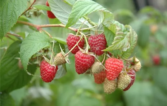 Rubus (Himbeere) 'Wei-Rula' (S)