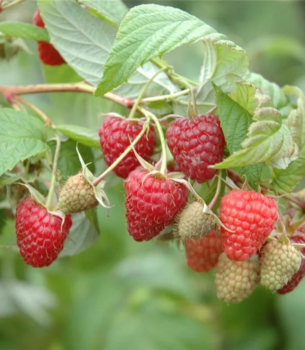 Rubus (Himbeere) 'Wei-Rula' (S)