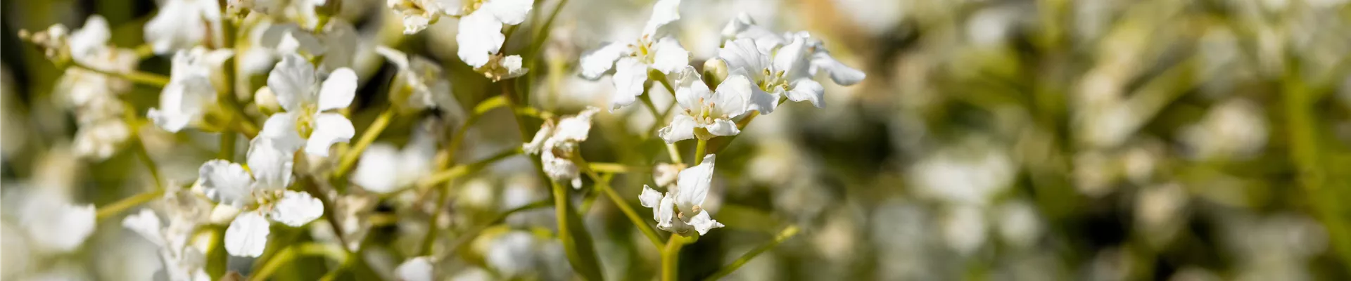 Bodendecker online kaufen | Bauer Baumschulen AG