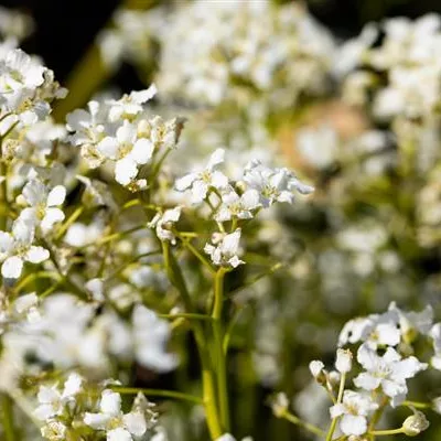 Topfgrösse 0.5 Liter - Kleeblättriges Schaumkraut - Cardamine trifolia