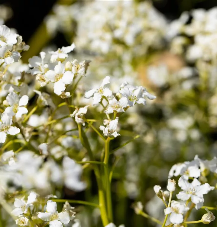 Kleeblättriges Schaumkraut - Cardamine trifolia