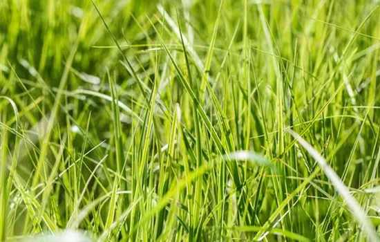 Carex grayi