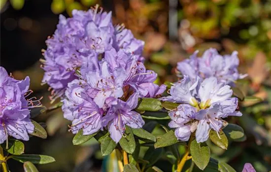 Rhododendron 'Moerheim', Rhododendron