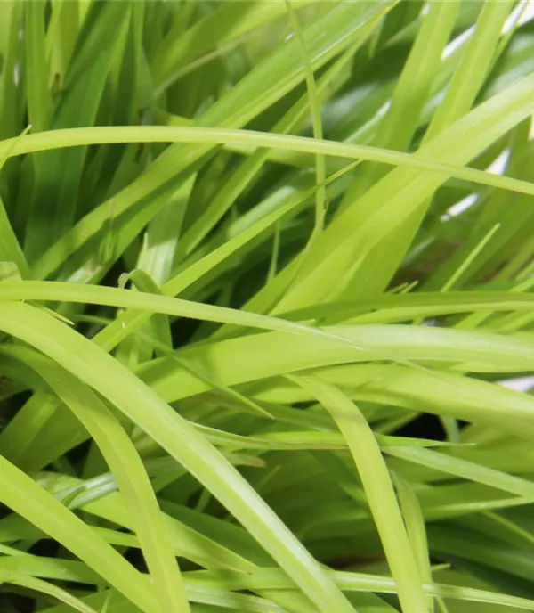 Carex oshimensis 'Everillo'