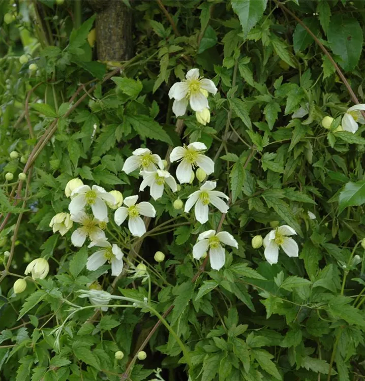 Clématite 'Grandiflora'
