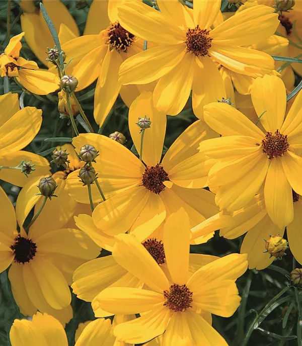Coreopsis verticillata 'Imperial Sun'