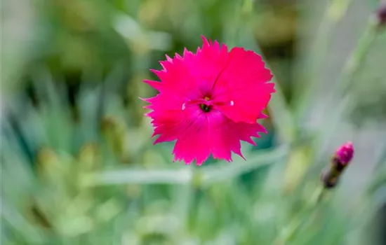 Dianthus gratianopolitanus 'Badenia'