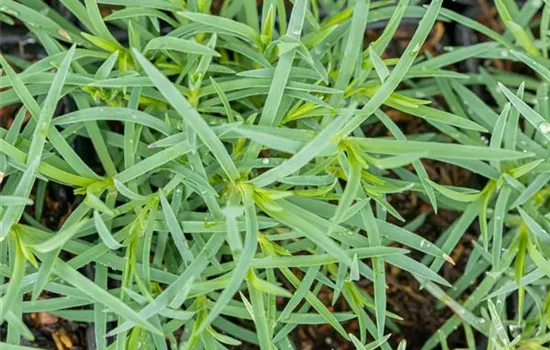 Dianthus gratianopolitanus 'Stäfa'
