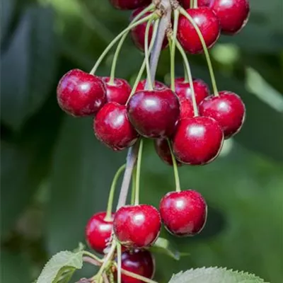 Pyramide wurzelnackt - Süss-Kirsche 'Hedelfinger Riesenkirsche' - Prunus (Kirsche) 'Hedelfinger Riesenkirsche'