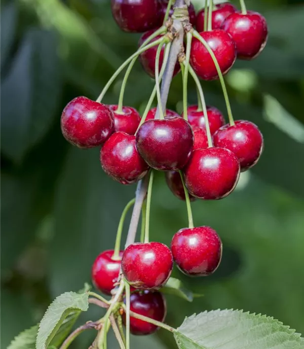 Prunus (Kirsche) 'Adriana'