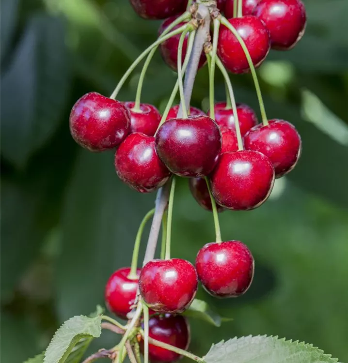 Süss-Kirsche 'Hedelfinger Riesenkirsche' - Prunus (Kirsche) 'Hedelfinger Riesenkirsche'