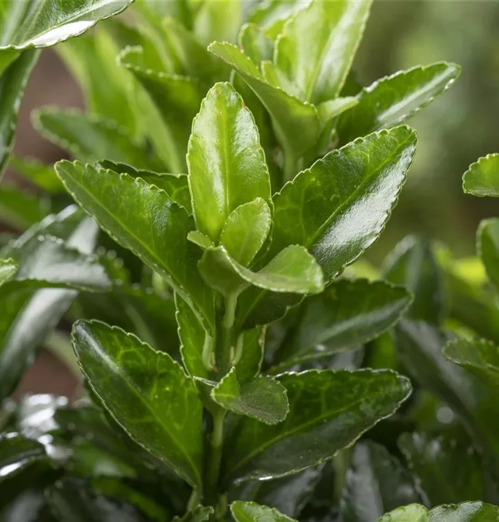 Kletterspindel 'Vegetus' - Euonymus fortunei 'Vegetus'