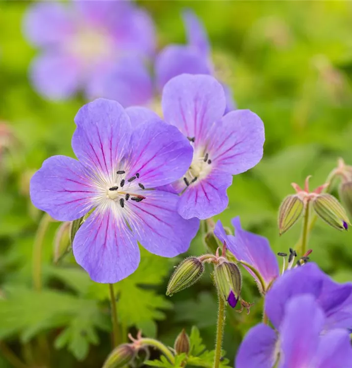Garten-Storchschnabel 'Kaya' - Geranium himalayense 'Kaya'