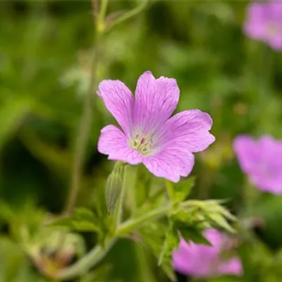 Topfgrösse 0.5 Liter - Oxford-Garten-Storchschnabel 'Claridge Druce' - Geranium oxonianum (x) 'Claridge Druce'