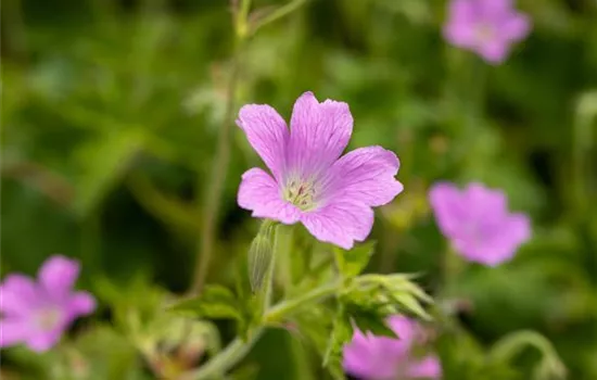 Geranium oxonianum (x) 'Claridge Druce'
