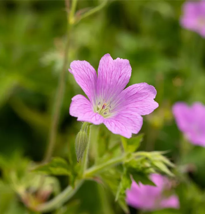 Oxford-Garten-Storchschnabel 'Claridge Druce' - Geranium oxonianum (x) 'Claridge Druce'