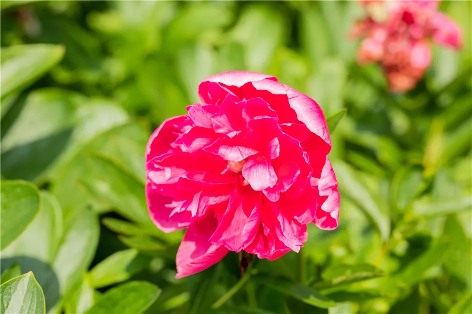 rasensaat düngen Bio-Rasendünger kaufen main image 0