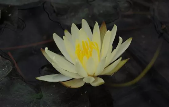 Nymphaea 'Colonel A.J. Welch'