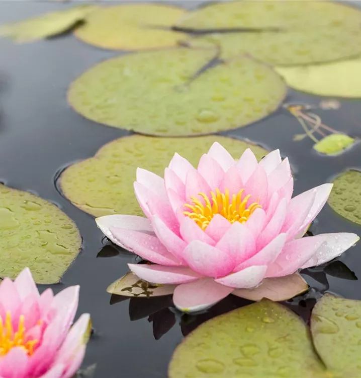 Seerose 'Firecrest' - Nymphaea 'Firecrest'