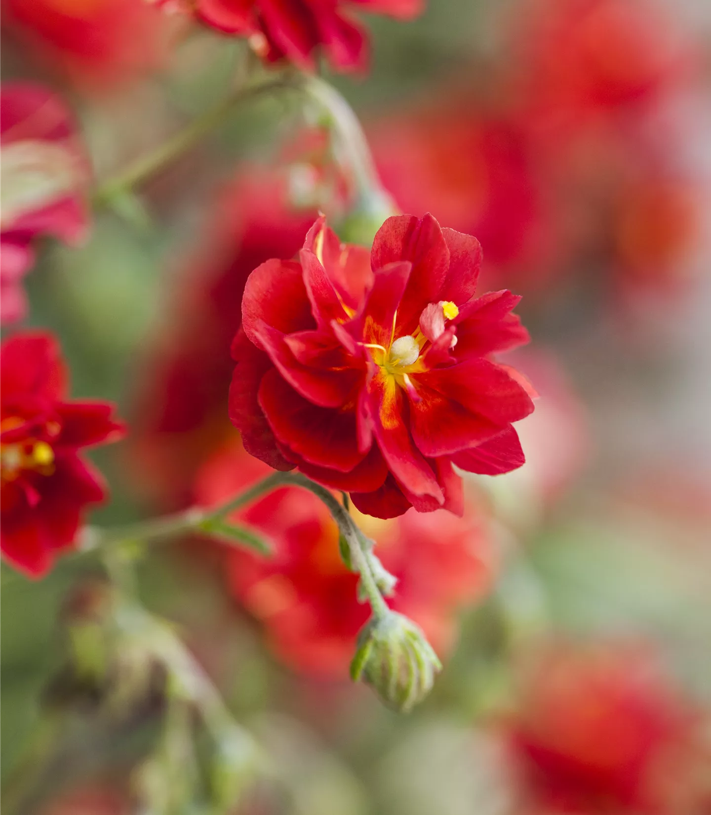 Helianthemum 'Cerise Queen'
