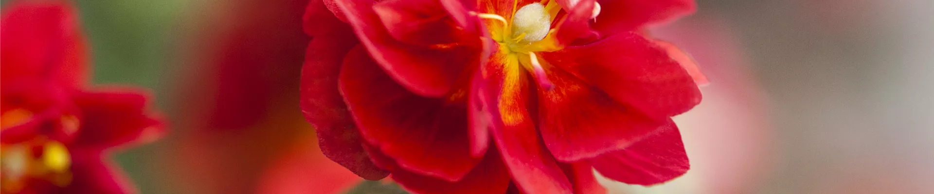 Bodendecker online kaufen | Bauer Baumschulen AG Bodendecker online kaufen | Bauer Baumschulen AG