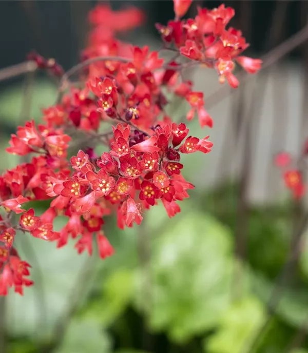 Heuchera brizoides (x) 'Leuchtkäfer'