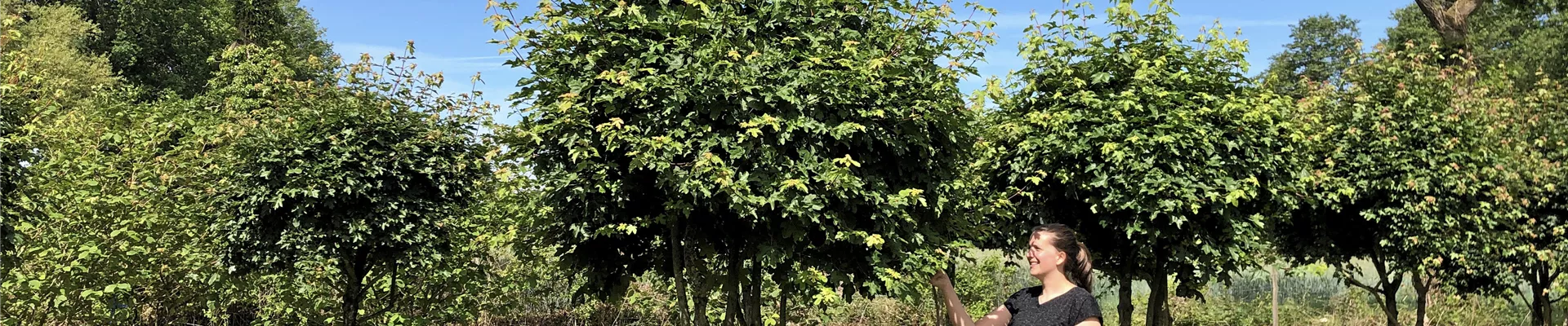 Bodendecker online kaufen | Bauer Baumschulen AG